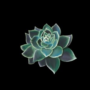Succulent Poster Designs