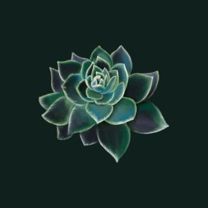 Succulent Poster Designs
